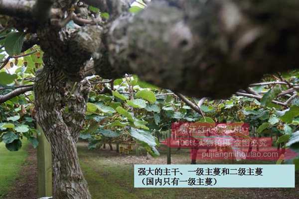 红心猕猴桃