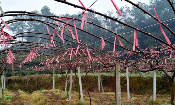 冬季猕猴桃修剪时候想到的几个问题 陕西杨幸福原创