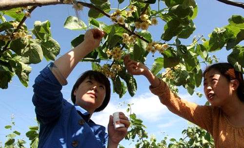 贵州贵长猕猴桃苗木根系强大旺盛成活率高