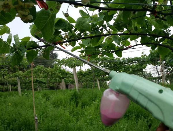 贵州中康农业科技有限公司舒红种植贵长猕猴桃 引领群众脱贫致富