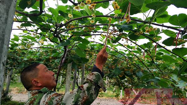 2019年开始引进阳光金果G3猕猴桃苗木在河南和湖北种植