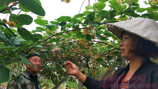 贵州遵义播州区有机农场有机生态东红猕猴桃种植