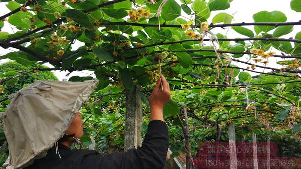 贵州遵义努力提升有机猕猴桃的商品率为出口欧盟做准备