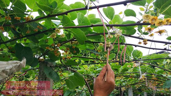 为了解决贵州铜仁和遵义有机猕猴桃集中上市冲击市场的难点