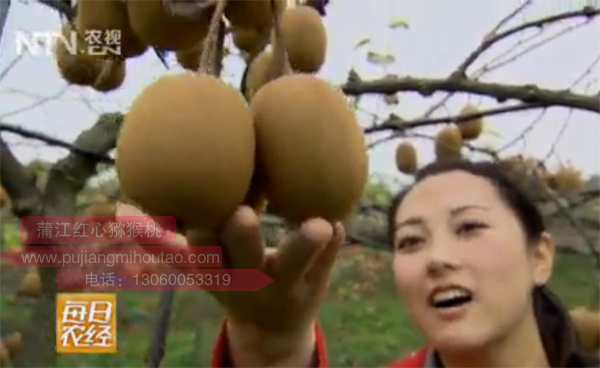 蒲江红心猕猴桃是怎样成长起来的那？
