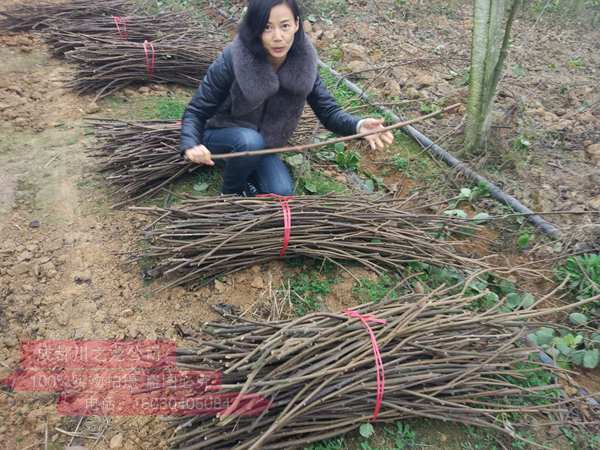 红什二号嫁接枝条