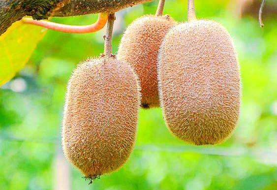 贵州毕节黔西县种植贵长猕猴桃三百多亩