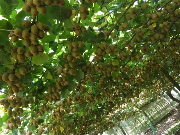 我们的目标是生产高端生态贵州猕猴桃产品