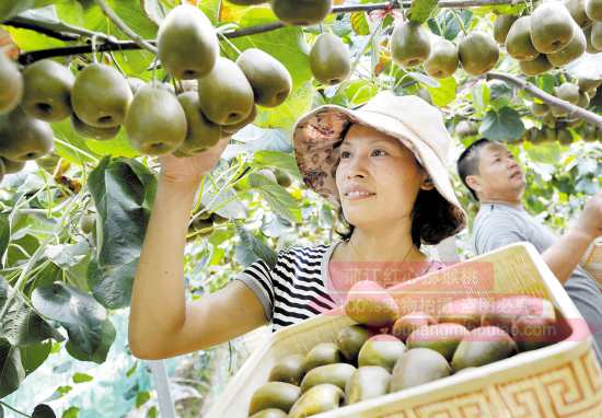 江苏南京晨报报道了“‘上海奶奶’微博售卖爱心红心猕猴桃的消息