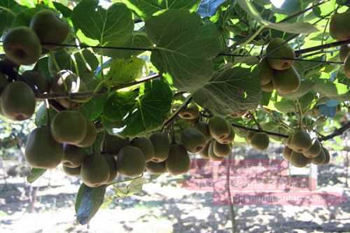 山区农民刘国学为了提高猕猴桃的果品质量