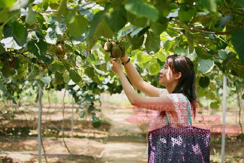 联想务农开种东红猕猴桃 高科技企业玩起农家乐