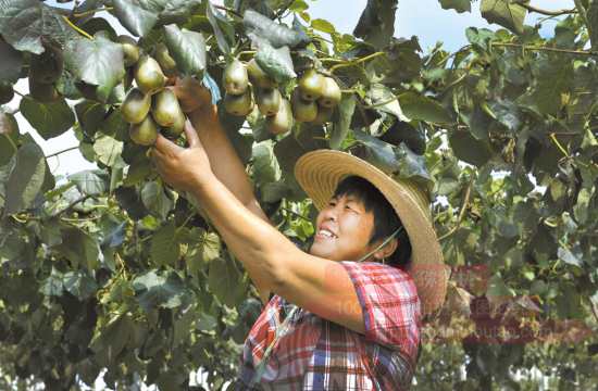 蒲江县是国家级猕猴桃标准化示范区