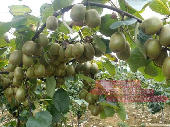 川南地区优质猕猴桃产业开发