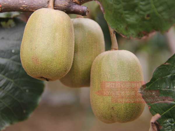 成都红阳猕猴桃苗木产业发展重在高品质出精品