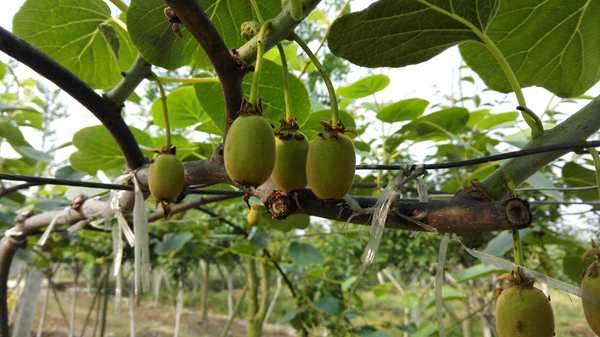 现在四川红心猕猴桃多少钱一斤因其丰富的营养价值