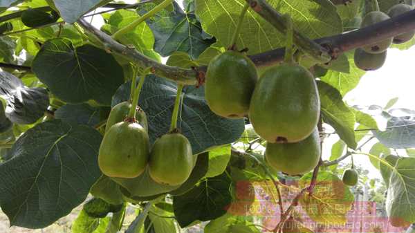 黄心猕猴桃最具代表的品种就是新西兰佳沛公司选育的阳光金果