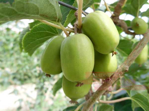 软枣猕猴桃苗木种植我们需要的“果实”就增大