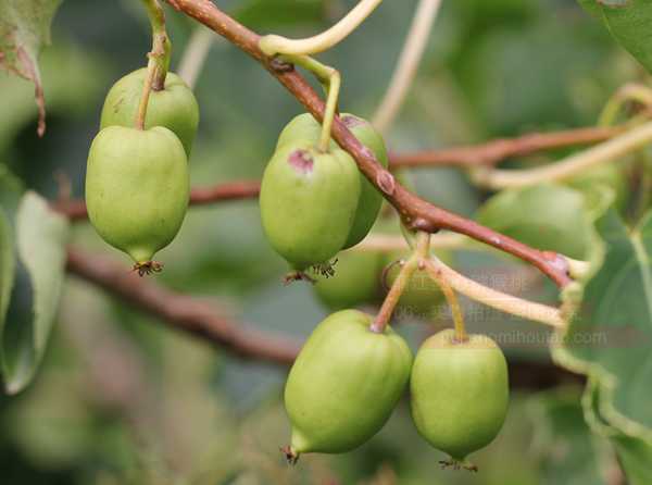 软枣猕猴桃苗木种植我们需要的“果实”就增大