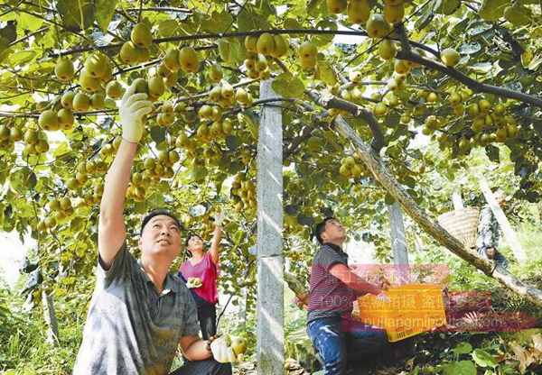 贵州遵义绥阳县洋川镇东山村农户正忙着采摘红心猕猴桃