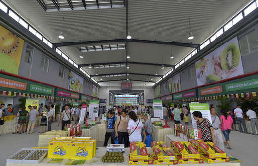 岭南广东迎来了本地红心猕猴桃上市 和平猕猴桃价格卖的不错
