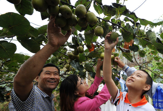 岭南广东迎来了本地红心猕猴桃上市 和平猕猴桃价格卖的不错