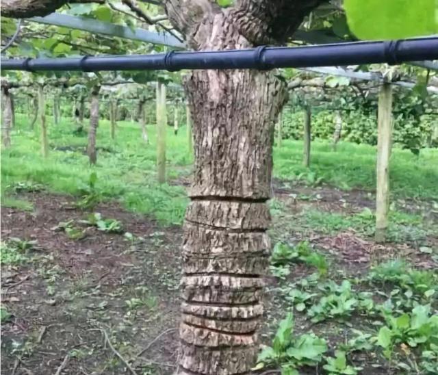 猕猴桃环剥