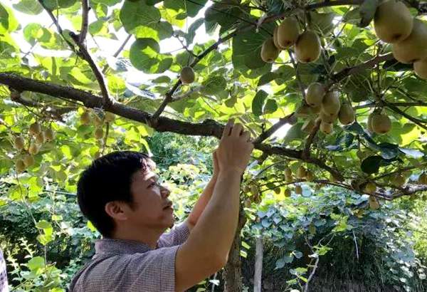 活跃在四川猕猴桃种植行业的农业专家--涂美艳