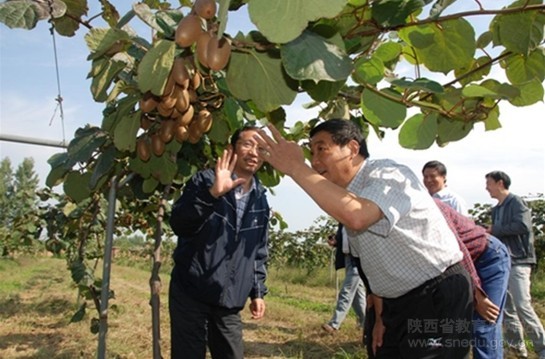 这批猕猴桃的销售收入全部捐赠给 上海慈善总会