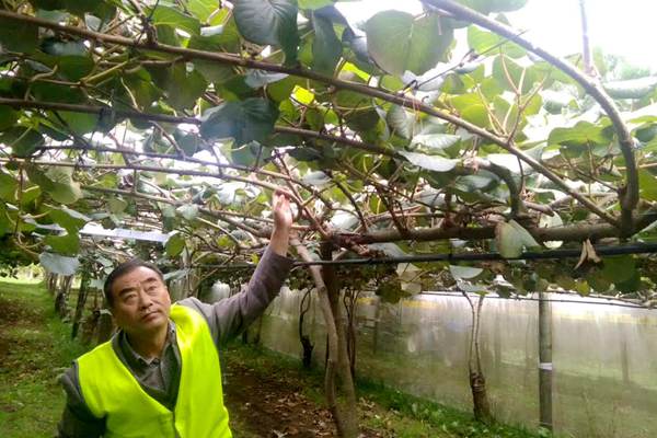 郝峻岭 周至县猕猴桃产业协会 秘书长《关于今冬明春猕猴桃市场形势之我见》