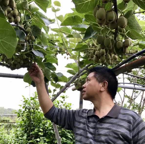 湖北省武汉市新洲区涨渡湖种植的阳光金果进入丰产期