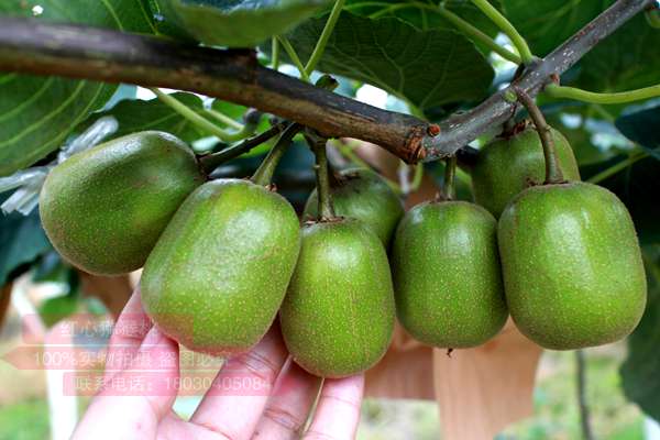 如今猕猴桃的品种由“海沃特”改成了“红心”
