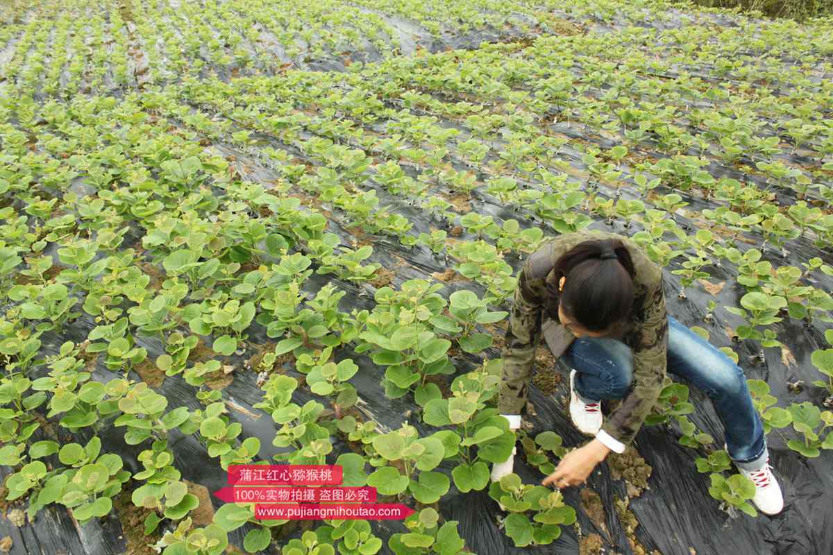贵州遵义绥阳县洋川镇东山村农户正忙着采摘红心猕猴桃