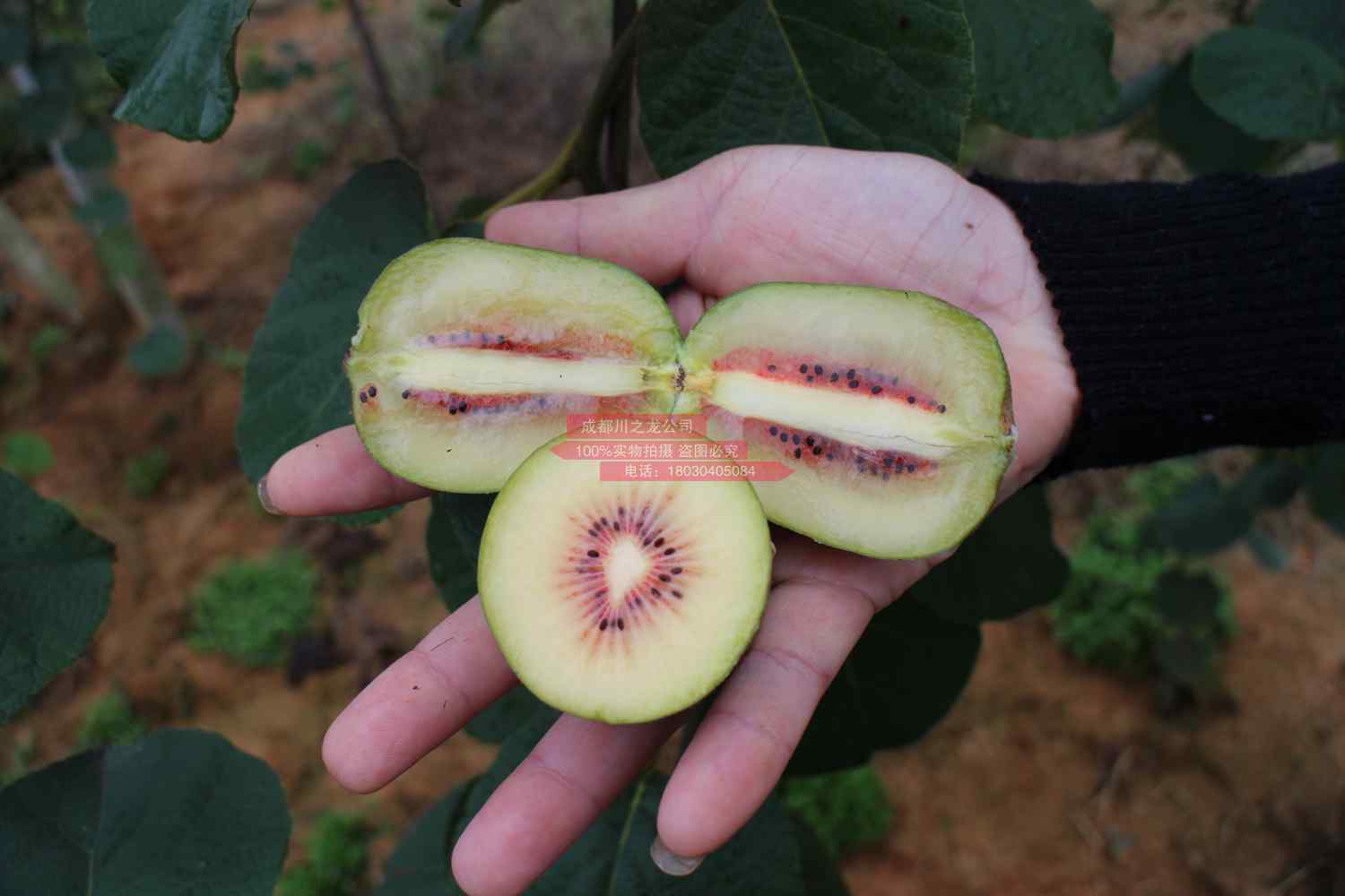 最好吃猕猴桃，最新专利品种“东红”在四川蒲江县规模化种植