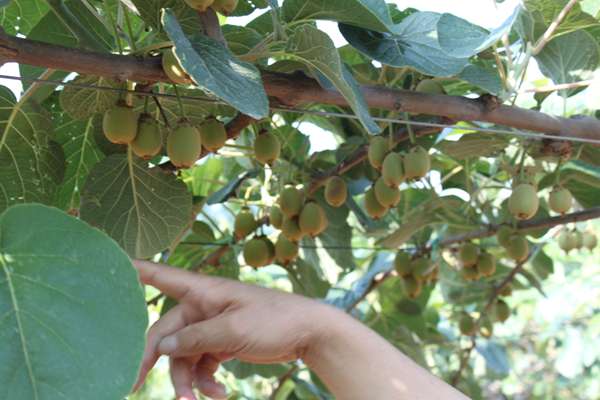 杨氏金红50猕猴桃