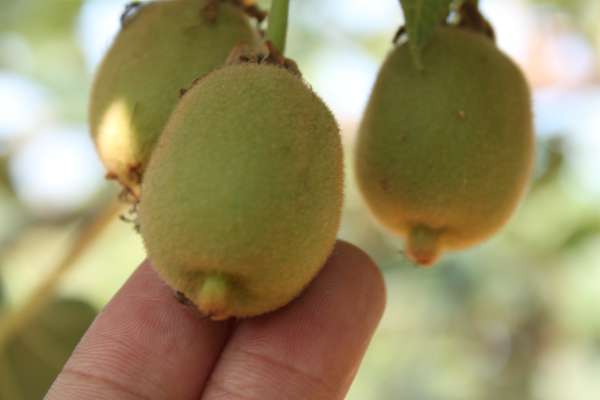 杨氏金红猕猴桃需要等软了吃吗每年的土货