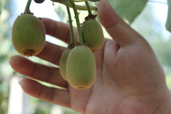 杨氏金红50号猕猴桃