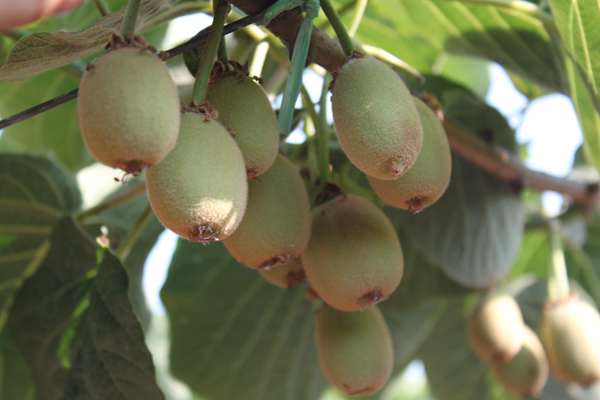 通过示范带动猕猴桃最新品种金红50国际
