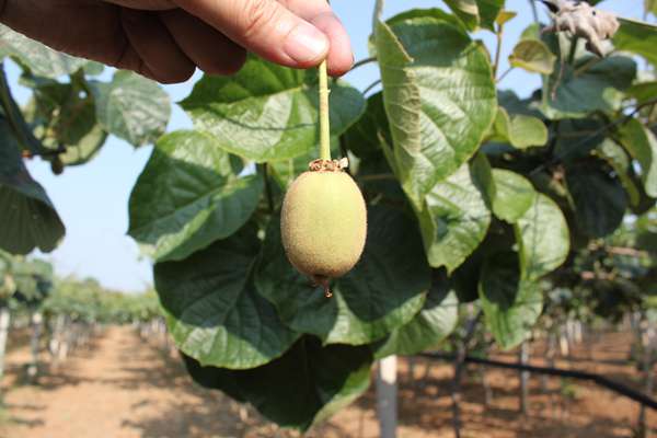 质量也是最好的杨氏金红50猕猴桃嫁接苗建设栽培