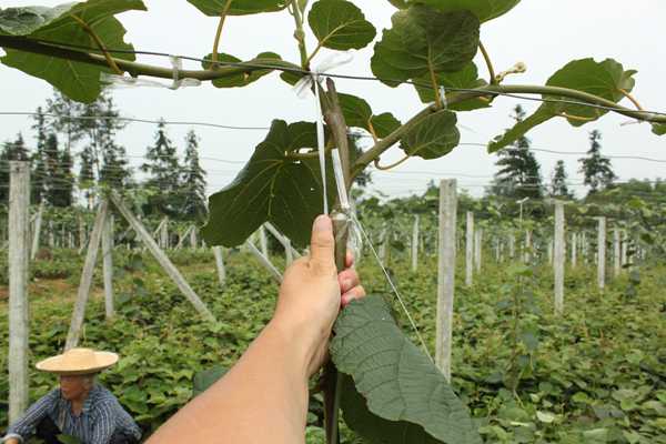 武义县野生猕猴桃资源丰富 同时引入蒲江新品红心猕猴桃品种