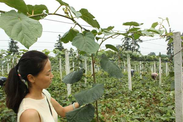 贵州修文猕香苑生态公司出口台湾有机猕猴桃登机起航