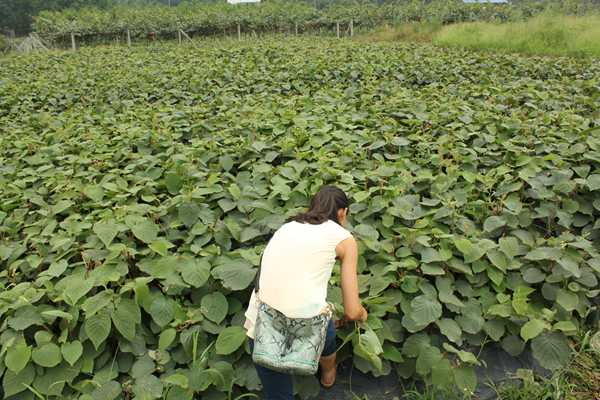 江西广丰县引种新品东红猕猴桃 提升种植效益