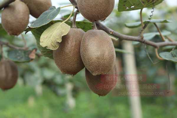 贵州遵义播宏公司引进翠玉猕猴桃苗木和贵长猕猴桃苗木种植