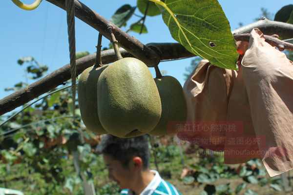贵州遵义播宏公司引进翠玉猕猴桃苗木和贵长猕猴桃苗木种植