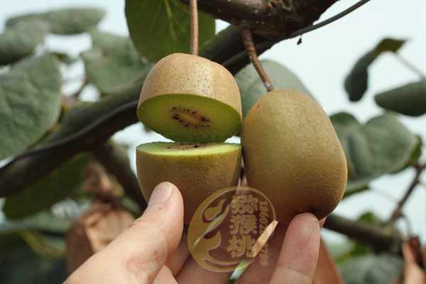 “蒲江猕猴桃”国家地理标志保护产品