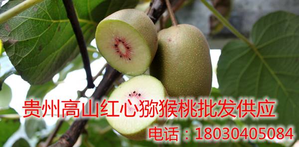 贵州遵义“红阳猕猴桃”品种果实已清香爽口