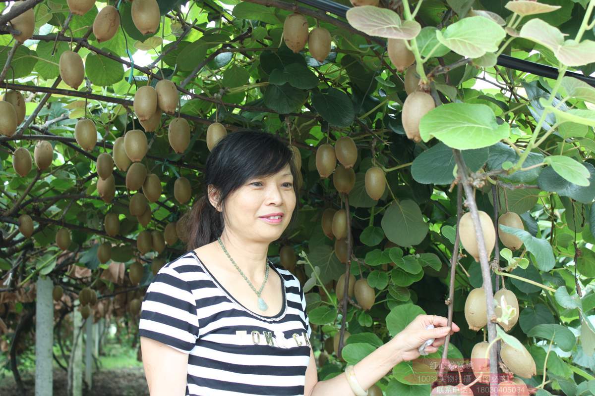 贵州高山东红猕猴桃发育要155天以上到成熟