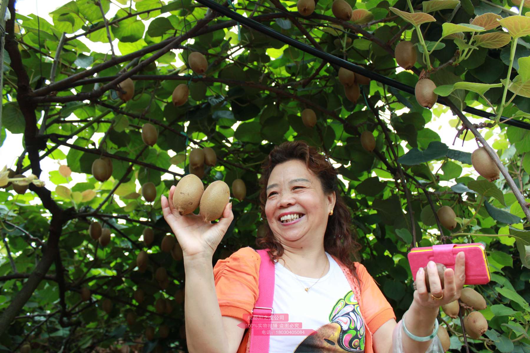 武义县野生猕猴桃资源丰富 同时引入蒲江新品红心猕猴桃品种