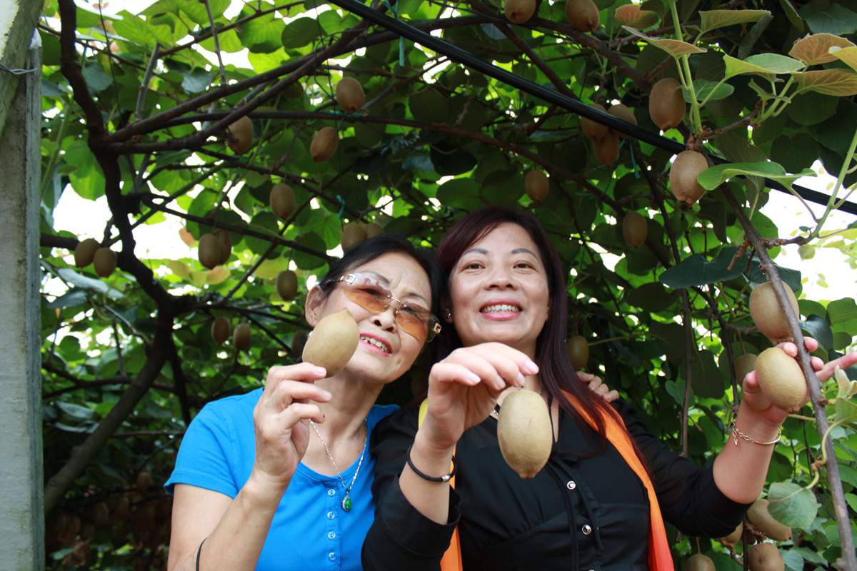 本市的鲜果蒲江黄金奇异果采摘种植基地的总经理介绍