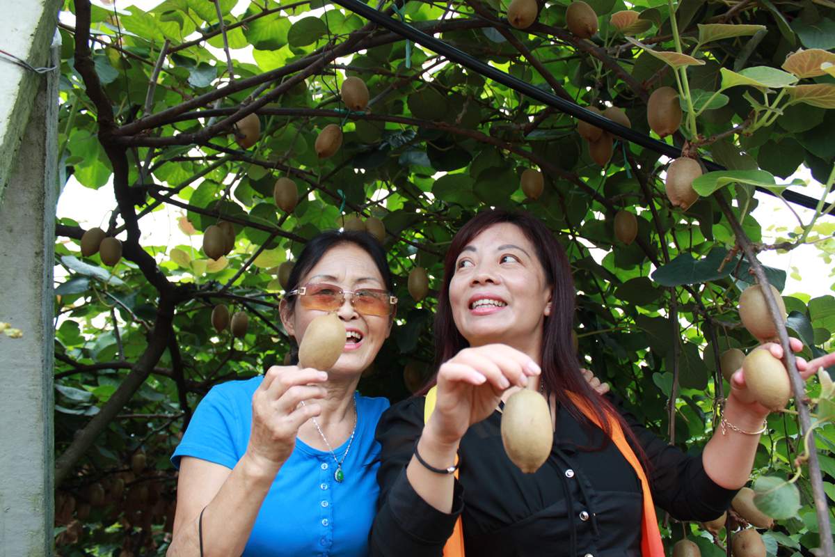贵州一次采摘东红猕猴桃有个小窍门