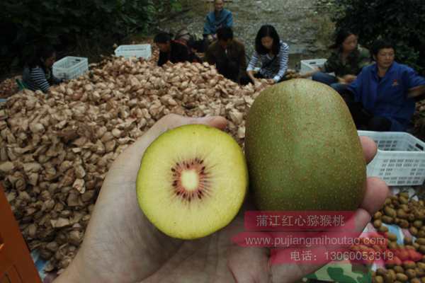 贵州遵义高山红心果园成为全国第一个东红猕猴桃主题带动百业兴